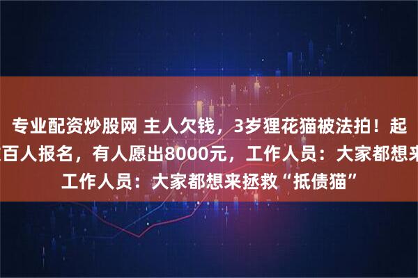 专业配资炒股网 主人欠钱，3岁狸花猫被法拍！起拍价500元，数百人报名，有人愿出8000元，工作人员：大家都想来拯救“抵债猫”